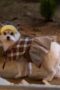 Nonton Film A Good Day to be a Dog Season 1 Episode 5 CINEKEREN Nonton Film A Good Day to be a Dog Season 1 Episode 5 CINEKEREN