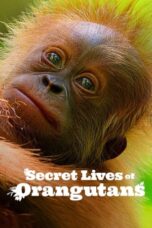 Nonton Film Secret Lives of Orangutans (2024) CINEKEREN