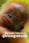 Nonton Film Secret Lives of Orangutans (2024) CINEKEREN Nonton Film Secret Lives of Orangutans (2024) CINEKEREN