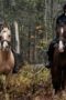 Nonton Film Chapelwaite Season 1 Episode 5 CINEKEREN Nonton Film Chapelwaite Season 1 Episode 5 CINEKEREN