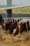 Nonton Film Clarkson’s Farm Season 4 Episode 1 CINEKEREN Nonton Film Clarkson’s Farm Season 4 Episode 1 CINEKEREN